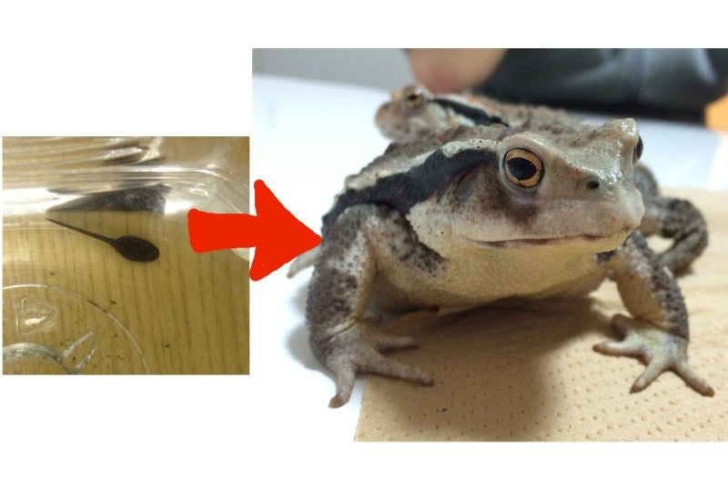 アマガエルの繁殖１ ～親カエルと卵 - Koba の庭～春夏秋冬