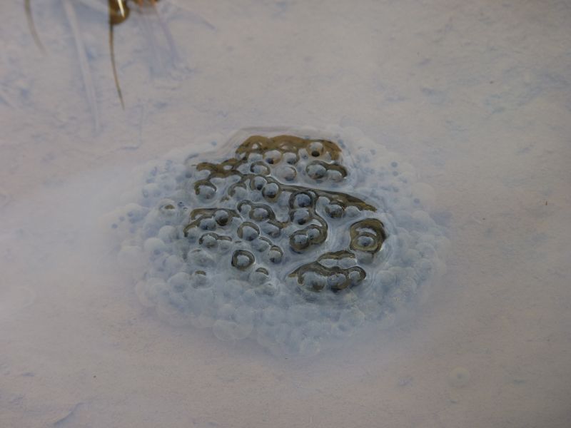 カエルの卵 写真素材789315- フォトライブラリ