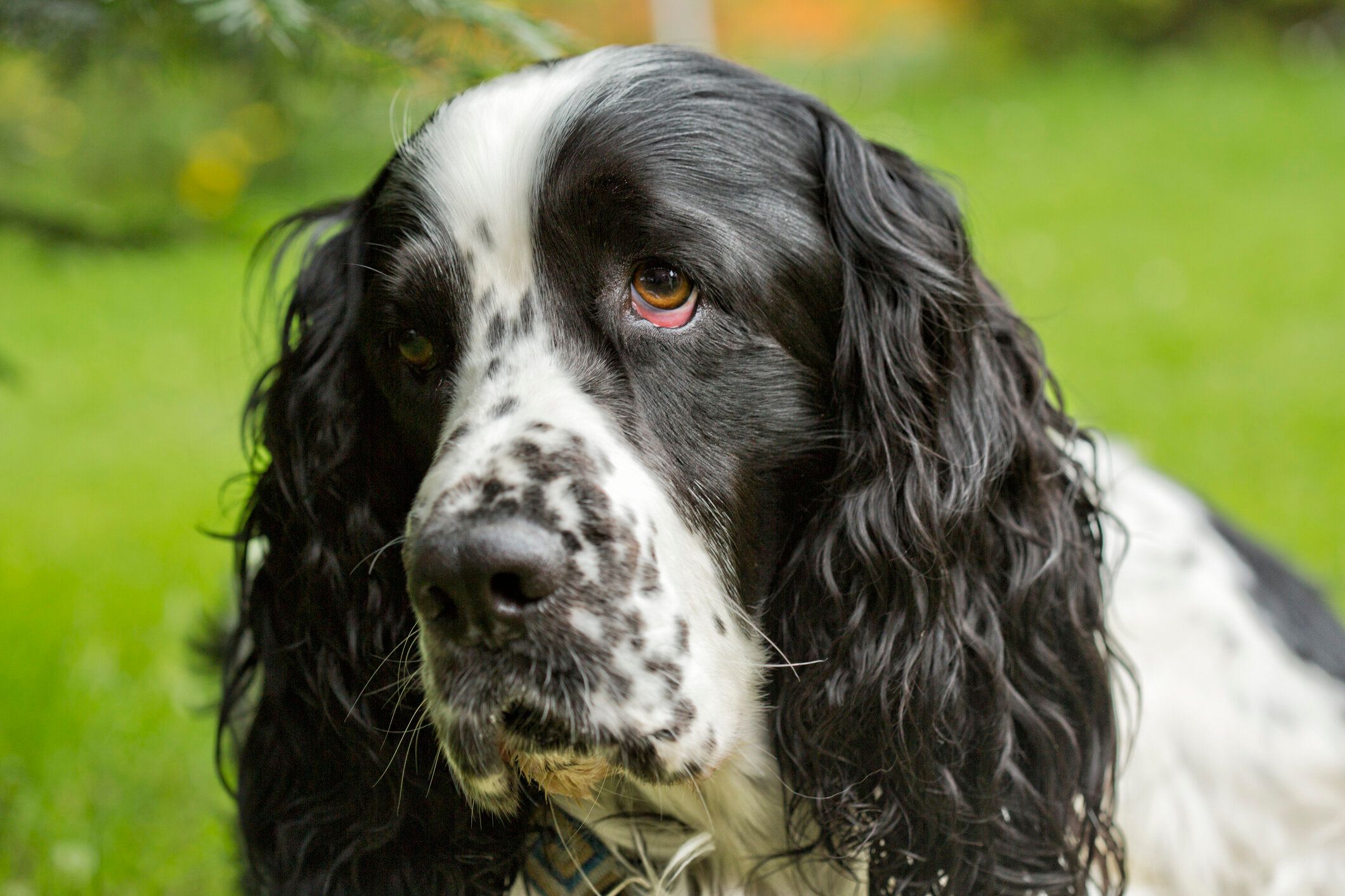 イングリッシュ・スプリンガー・スパニエルは飼いやすい？特徴や賢さ、罹りやすい病気などを徹底解説犬暮らし