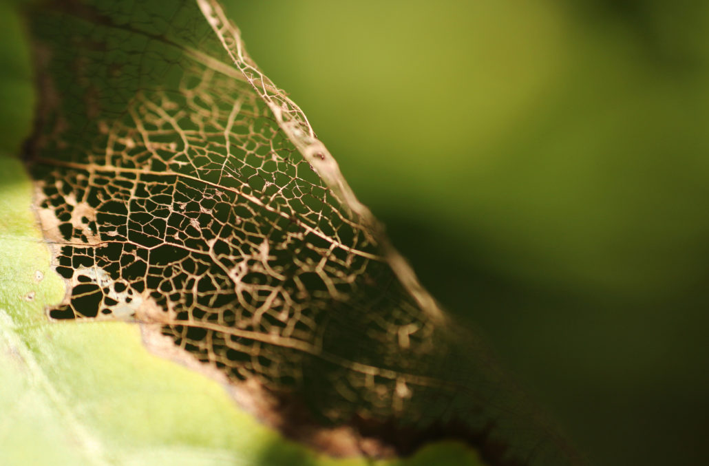 枯れて欠株のサツマイモは、タダで回復可能さとっちゃん菜園 ガーデニング