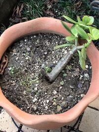 花言葉は「幸運を招く」！金のなる木を上手に育てるには？植物とあなたをつなぐPlantia