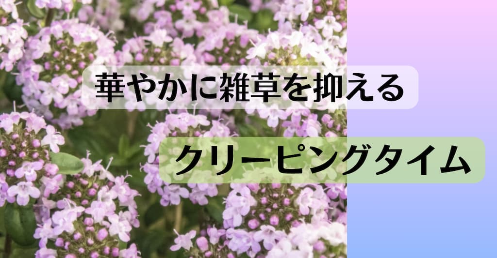 クリーピングタイムを植えてはいけない5つの理由！買う前に