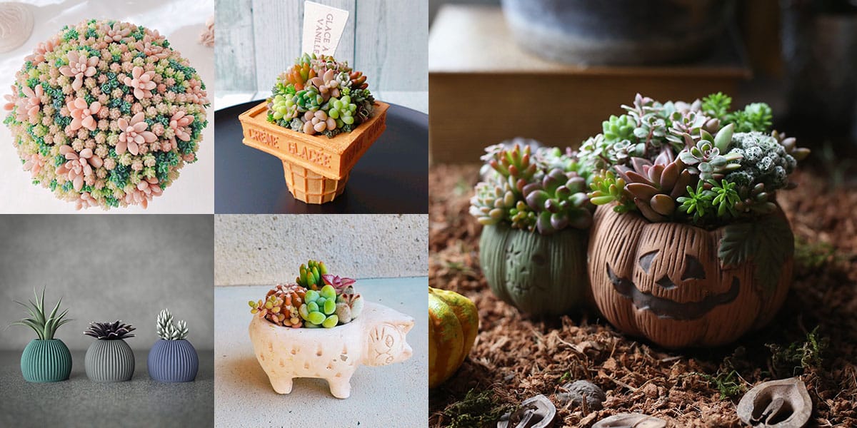 欲しかったシルエットと春夏仕様の多肉さん多肉植物大好きな初心者のブログ