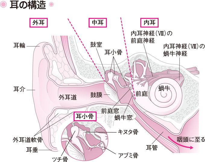 耳の構造と役割秋葉原補聴器リスニングラボ