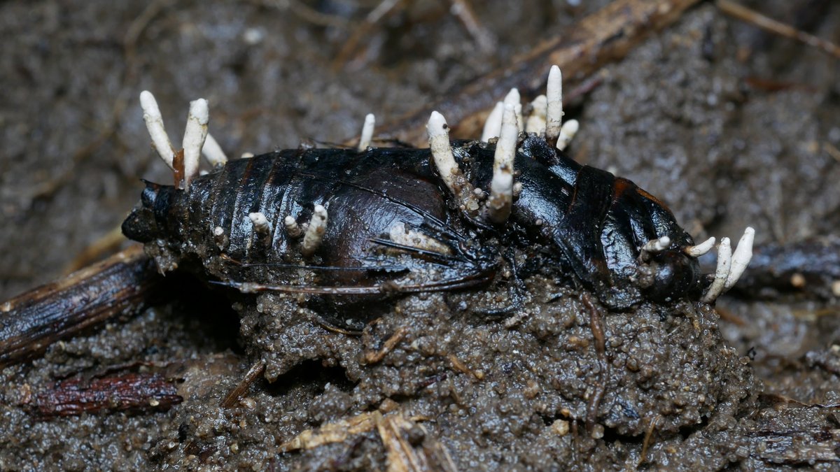 冬虫夏草３０ｇ 冬虫夏草 虫に寄生するキノコ- YouTube