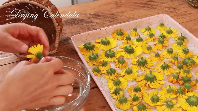 太陽のような小さな花、カレンデュラ薬剤師が作るハーブティー専門店 -Jasper Green-ジャスパーグリーン