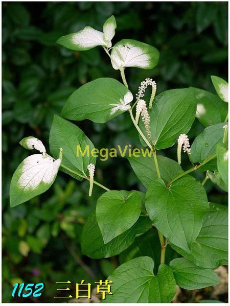 魚隻舒緩_ISTA 伊士達_產品介紹 宗洋水族有限公司