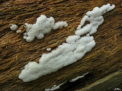 そよ風のなかで Part2: ツノホコリと、そのさまざまな変種