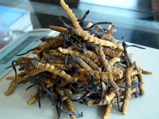 新訂 冬虫夏草ハンドブック