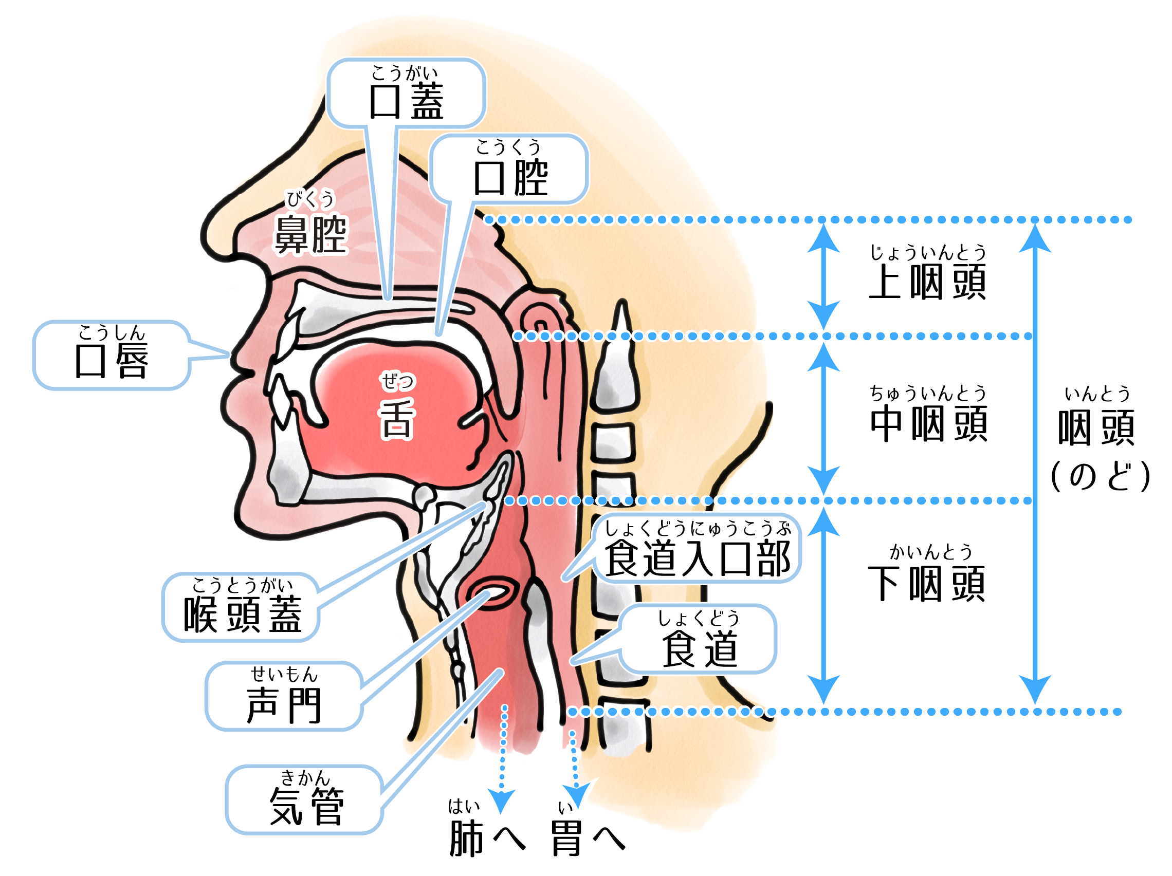 断面図 気管 喉頭 食道のイラスト素材 - PIXTA