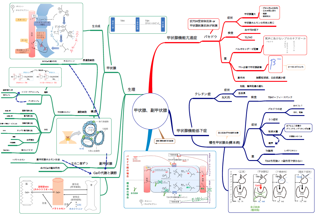 副甲状腺ホルモン・活性型ビタミンD・カルシトニン作用機序 覚え方・ゴロ まとめ - ゴロゴロ医学