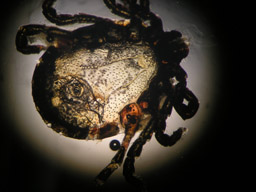 ダニ媒介感染症厚生労働省