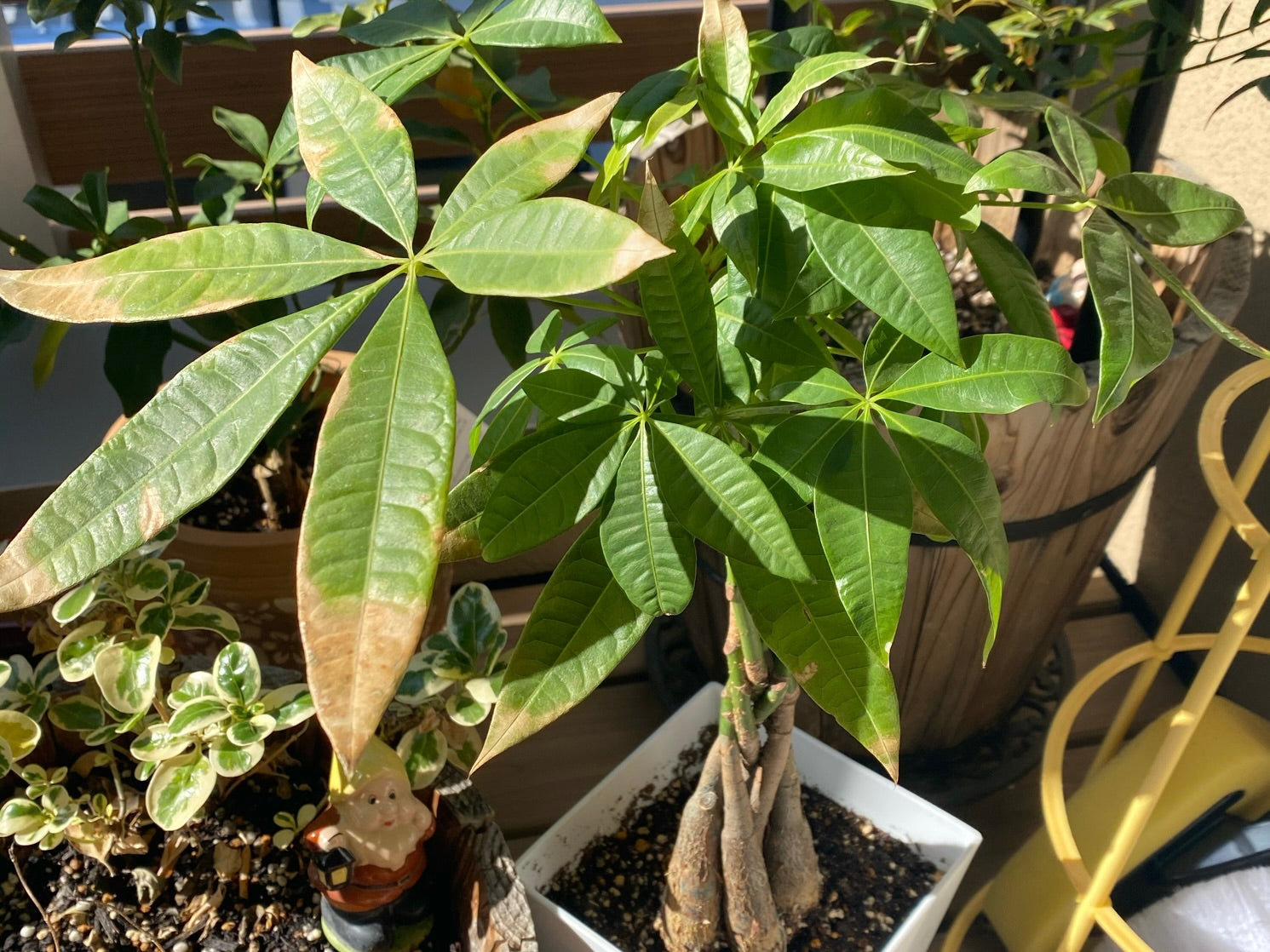 観葉植物のパキラが元気ない・枯れる理由は？主な原因と復活させるための対処法造園・外構・緑と花の販売・リースの 株 明石緑化