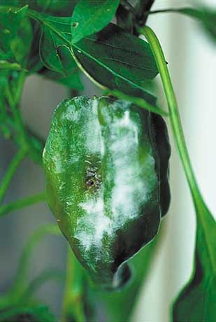 ピーマンの主な病害虫果菜類編農作業便利帖みんなの農業広場