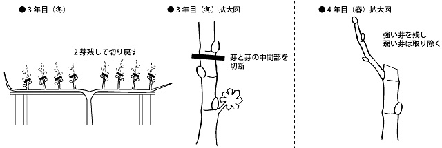 仕立て方・剪定・土替え – いちじく畑