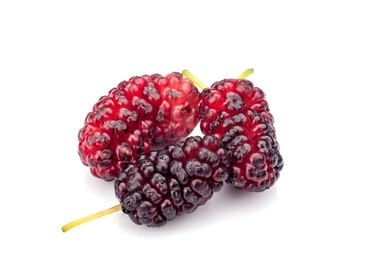 栄養満点！桑の実大塚工務店