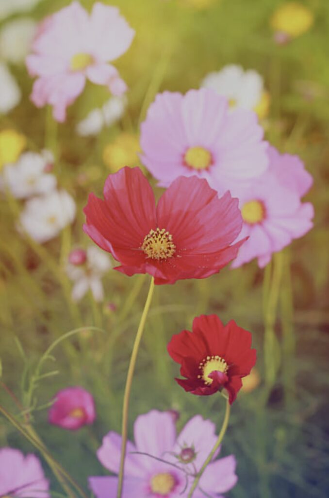 自分に合うダイエットが色でわかる！「カラーセラピーダイエット」ダイエット、フィットネス、ヘルスケアのことならFYTTE-フィッテ