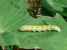 腕が鳴る 里芋にヨトウムシが大発生！必殺技で退治します