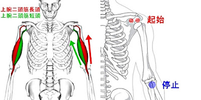 器具なしOK 上腕二頭筋の自重トレーニング7種目！鍛える際のポイント＆注意点も解説
