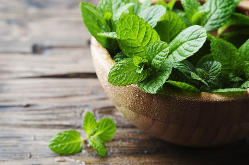 ミント 4種ハーブ アップルミント クールミント オーデコロンミント ペニーロイヤルミント グランドカバー無農薬虫除け