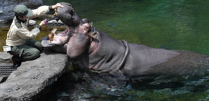 ミニハンカチタオル ライトブルー size：20×20cm「 カバの歯ブラシ ピカピカキン 」ZIRII's