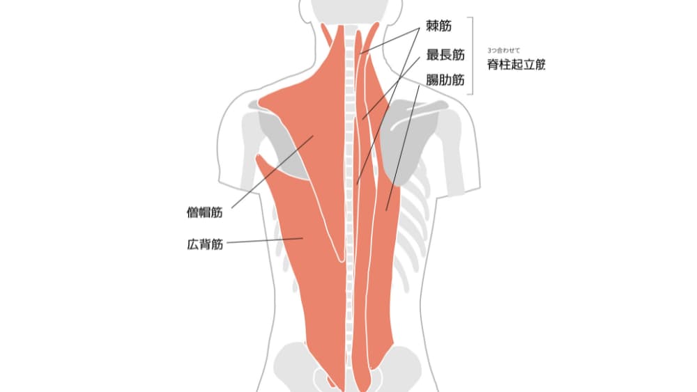 背中の痛み・肋間神経痛の症例栃木県鹿沼市の鍼 はり 治療ますぶち治療院