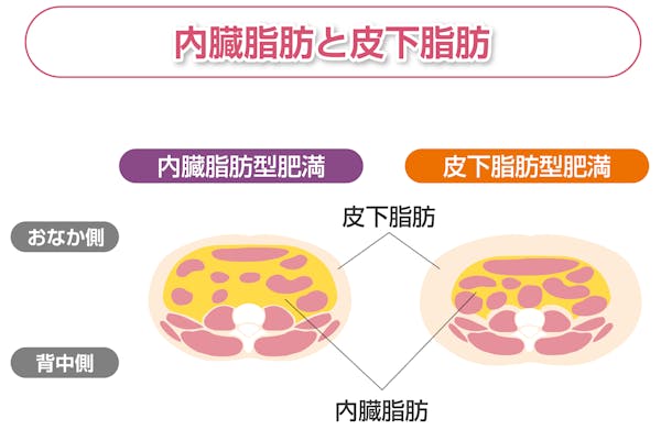内臓脂肪とは？皮下脂肪との違いや健康への影響、メタボとの関係MediAge