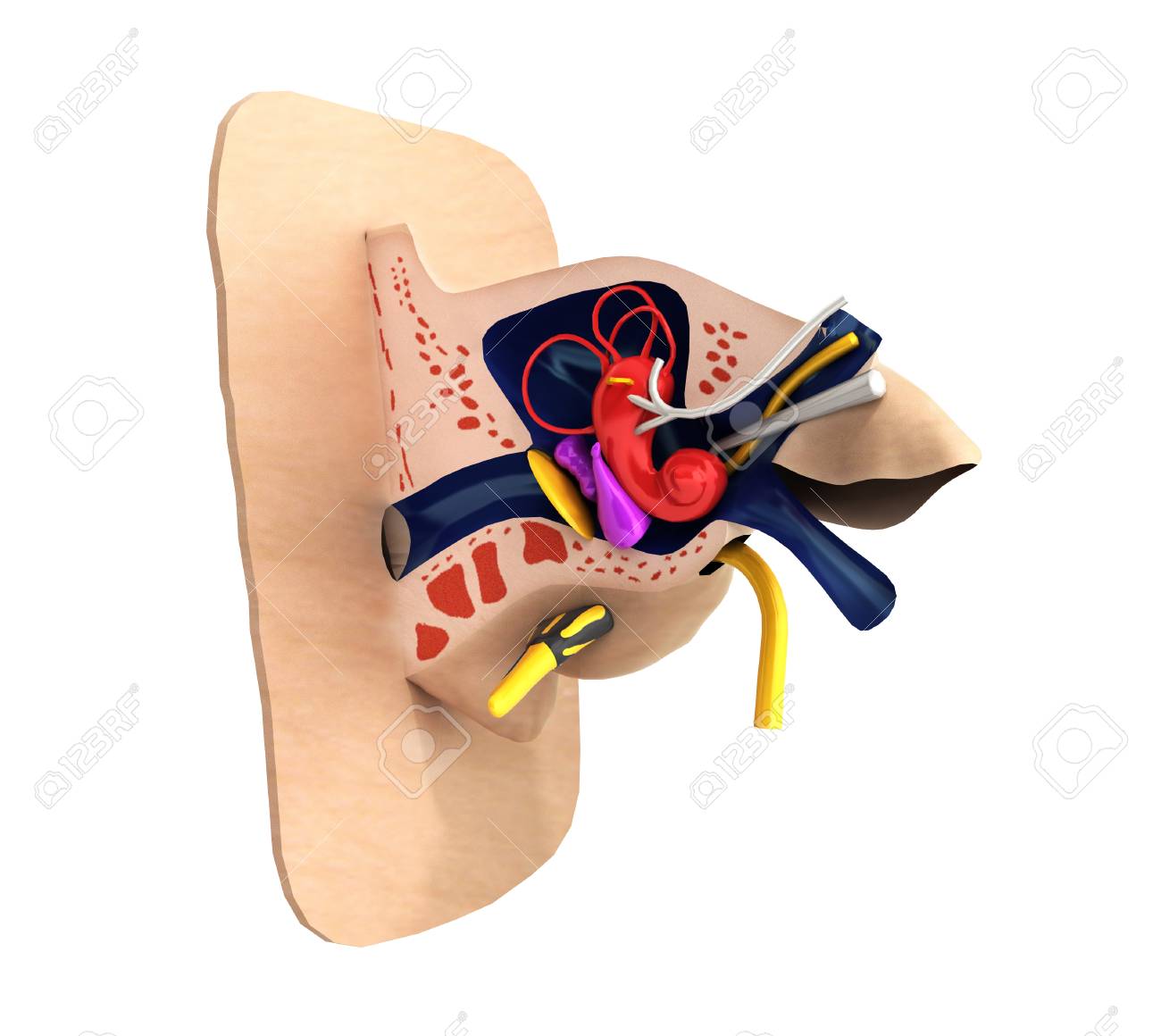 Amazon.co.jp: 人間の耳の解剖学モデル スケルトン モデル、人間の耳の構造の 5 つの部分、耳と外耳の内部構造、中耳、内耳 :産業・研究開発用品