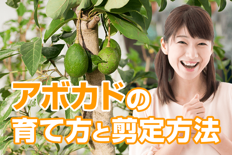 アボカドの剪定方法と育て方の注意点！元気がない理由は？剪定110番