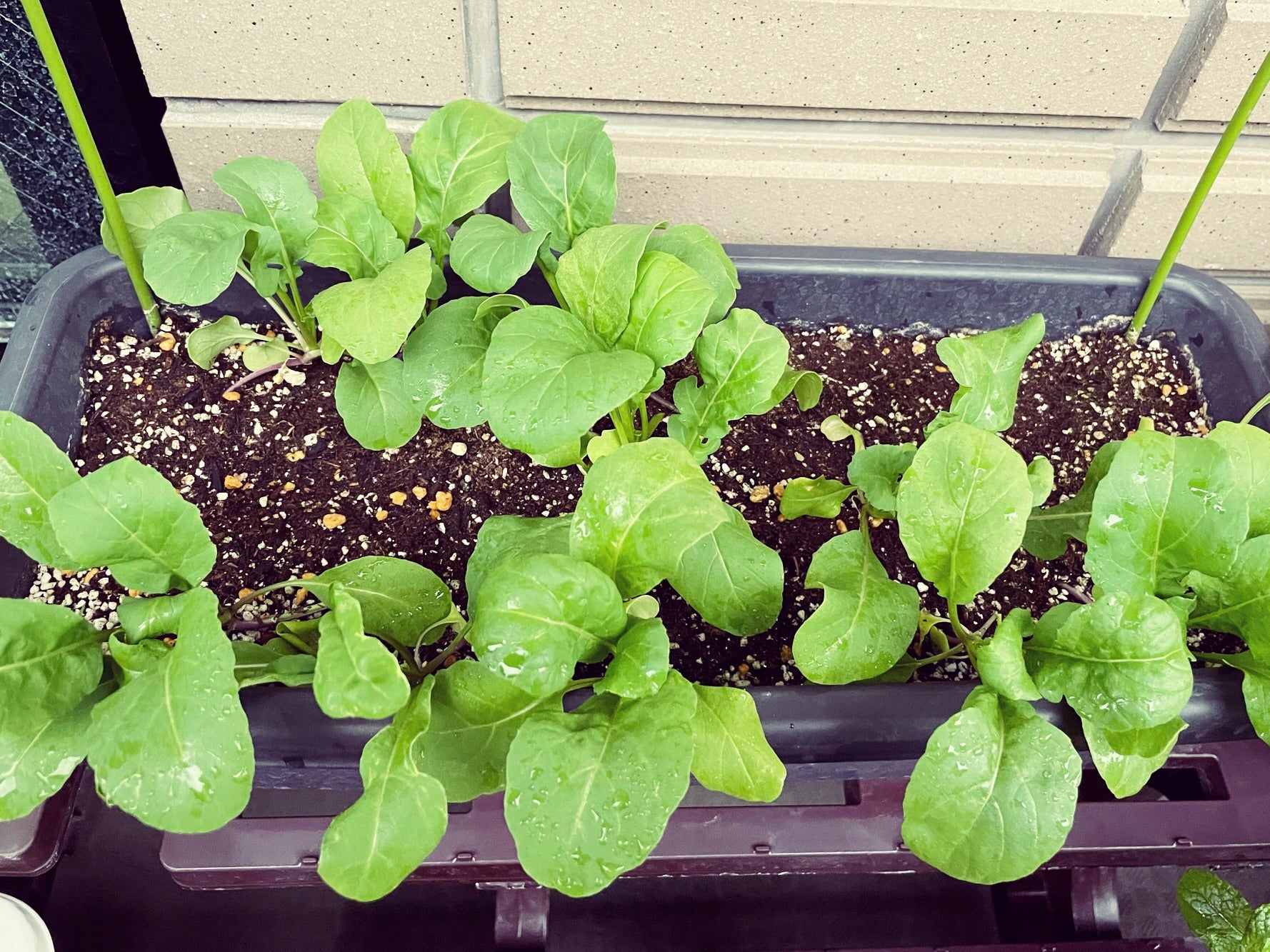 ルッコラ 種 野菜の育て方野菜・花の育て方アースガーデン ～園芸用品～アース製薬株式会社