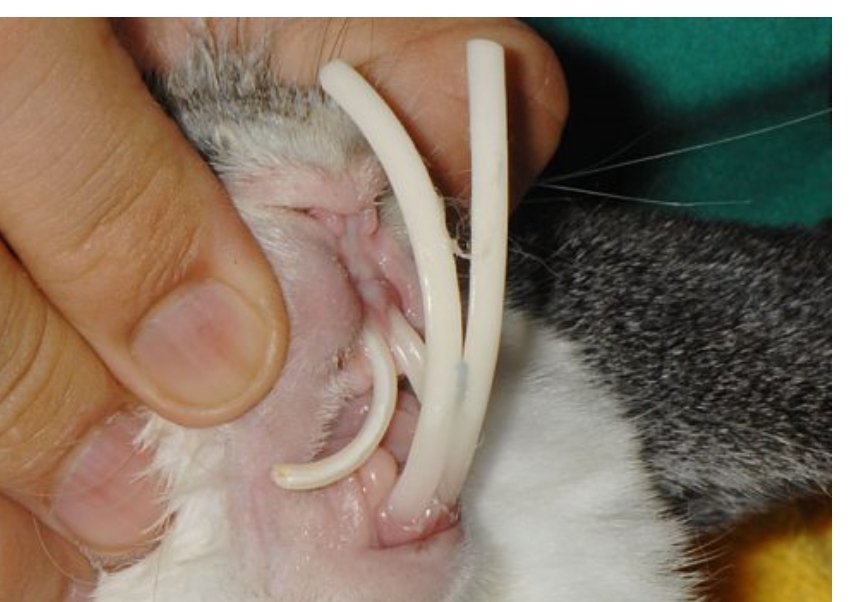 ペットが噛むのはなぜ？6つの理由としつけの方法小動物All About