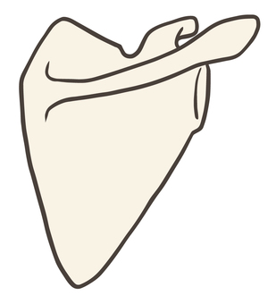 肩の動きをイラストで描くなら、関節について知っておこう