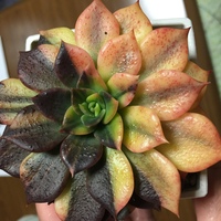 にっくき多肉の病気 – taniku.mepetit-succulents