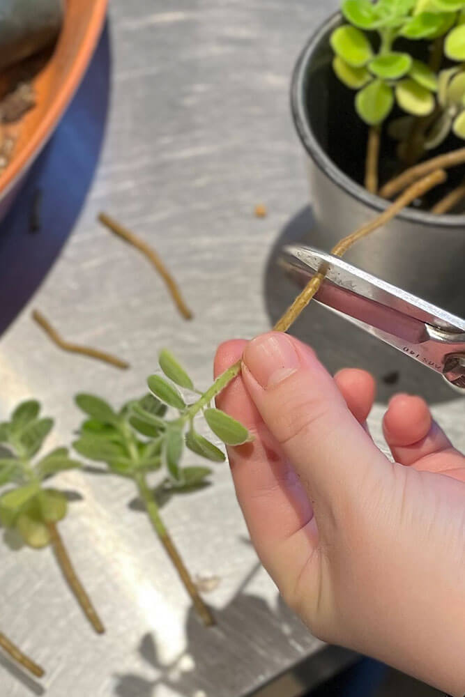 アロマティカスにおすすめの土は？鹿沼土だけでも育てられる？観葉植物のお悩みを解決するなら観葉植物ラボ