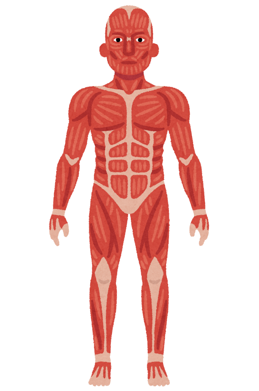 筋肉 名前」の写真素材1,288件の無料イラスト画像Adobe Stock