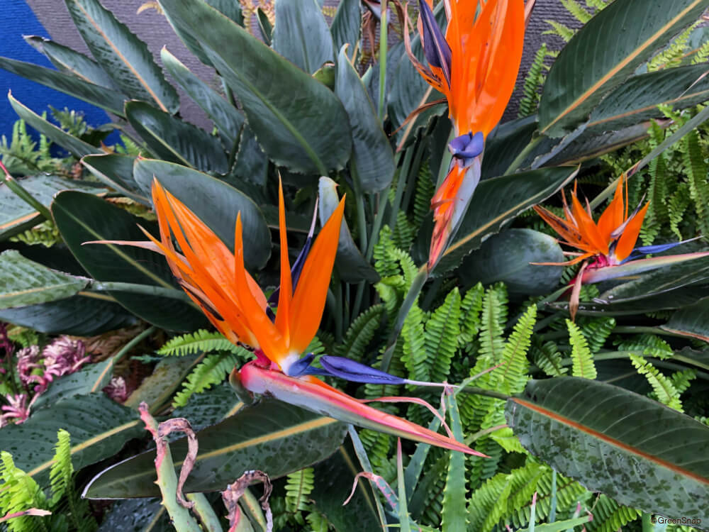 敬老の日キャンペーン開催 変わらない健康を願う花言葉を持つ観葉植物3種Set「Isaac」が10％Off！ – &Green