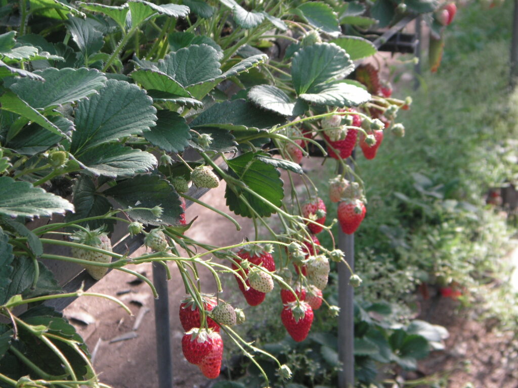 ビニールハウス栽培だからできる！安心・安定のイチゴ栽培_ シリーズ「最適な農業用ハウスで強固な経営」Vol.3アグリウェブ