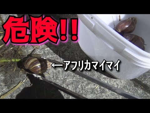 そのへんのカタツムリもエスカルゴにしたら美味しい野食ハンマープライス