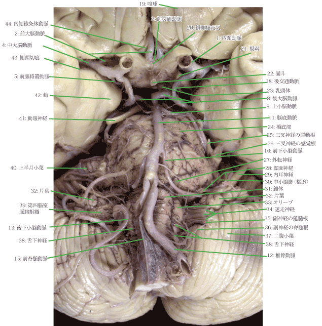 脳の血管について ウィリス動脈輪を覚えよう！！– からだnavi 解剖・生理学の学び舎