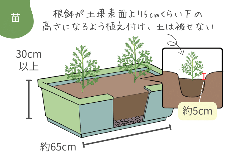 アスパラガスの育て方自宅の庭に植えっぱなしで何年も収穫出来る多年草アスパラガスの栽培方法わたしの野菜育て方図鑑