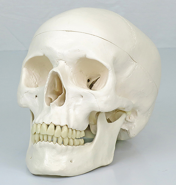 骨格模型 人体 医療 イラスト素材6376862- フォトライブラリ