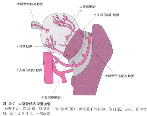 膝の痛み 膝の内側の痛み と閉鎖神経の関連性について理学療法士が作る「膝関節」の勉強部屋