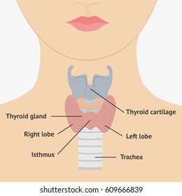 喉頭MyPathologyReport