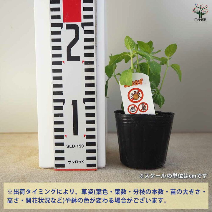 楽天市場送料無料 虫よらず 忌避 ハーブ 苗 9cm シソ科 ハッカ属 耐寒性 多年草 Japanesemint 日本薄荷 和ハッカ メントール成分 ゴキブリ ハエ アリ 蚊 クモ 防虫 対策 忌避ハーブ 虫よけ 虫除け 虫避け 天然 防虫剤 ハッカ油 送料無料 即納 : 植物販売の