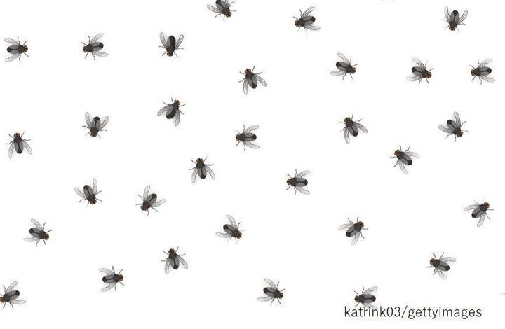 誰でもできる！夏のコバエ対策を場所別で解説します！害獣駆除対策センター ホームレスキュー株式会社