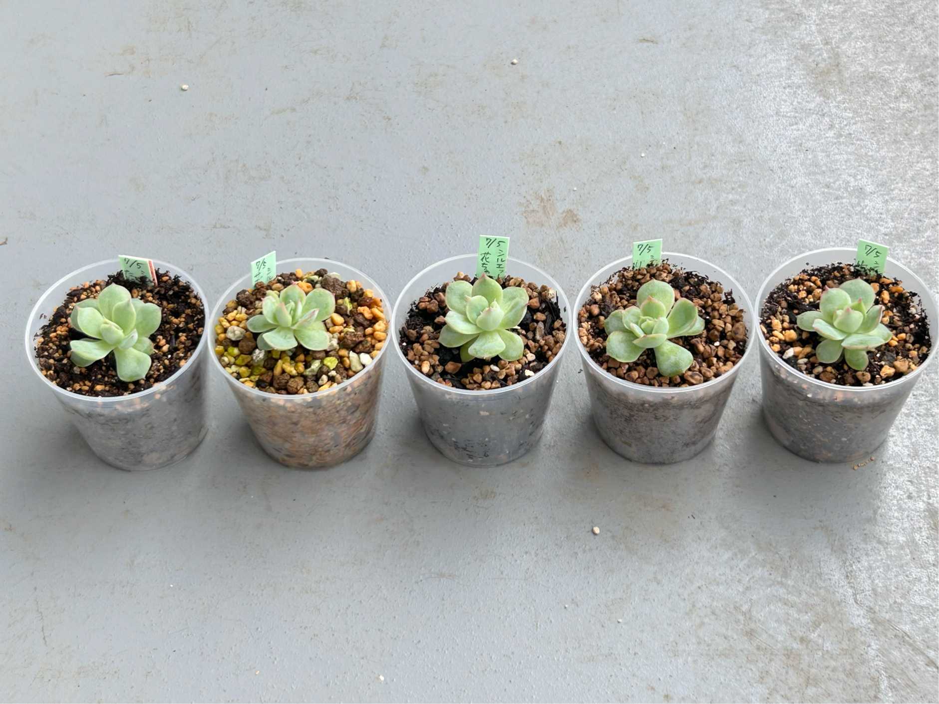 置き場所によるラウイの白さの違い - 石と多肉植物