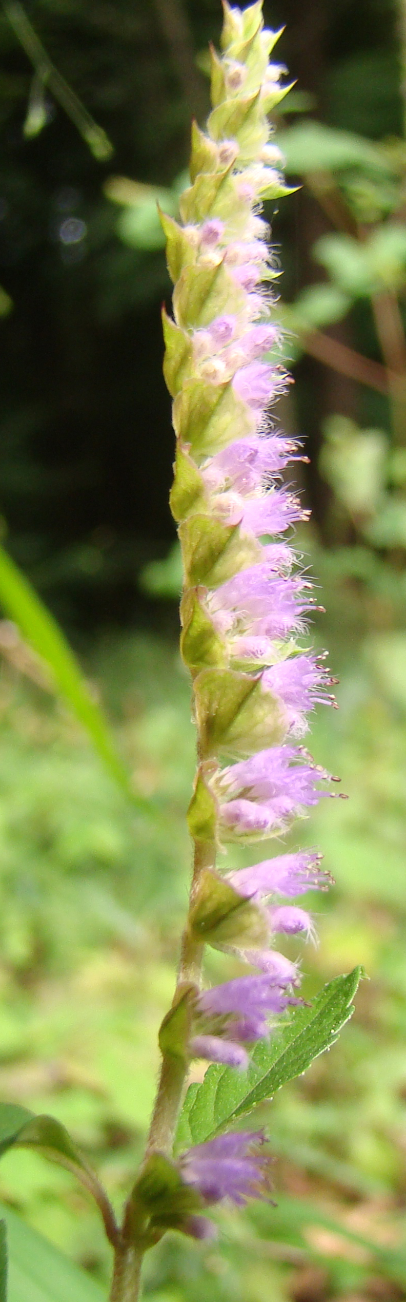 ナギナタコウジュ 写真素材1895178- フォトライブラリ