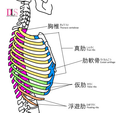 スクワットで腰を痛める原因は？ 肋骨の開きによる影響について新丸子のパーソナルジム：MoveConditioning 武蔵小杉店