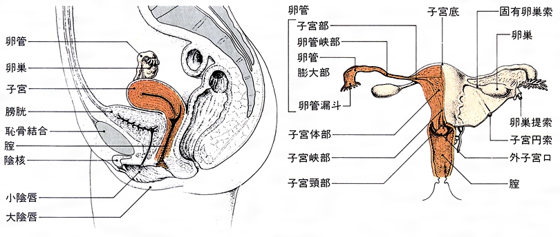 大前庭腺 - e-Anatomy - IMAIOS
