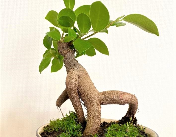 プレゼントに最適な観葉植物14選花言葉やおすすめのシーンを紹介胡蝶蘭・スタンド花のプレミアガーデン